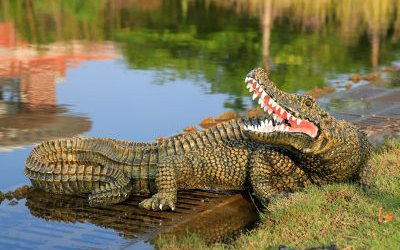 公園池塘里擺放的玻璃鋼仿真動(dòng)物鱷魚(yú)雕塑